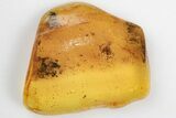Detailed Fossil Spider and Small Beetle in Baltic Amber #197739-3